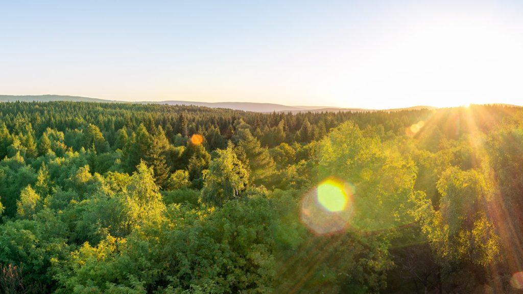 Barrskog i solsken